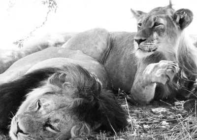 Printcouture_blackwhite_013